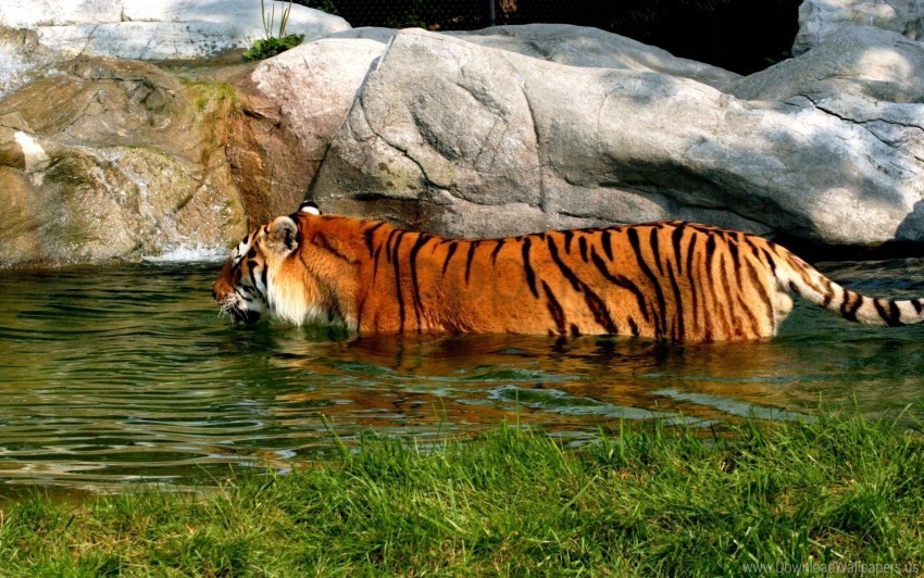 big cat carnivore rocks swim tiger water wallpaper Clear PNG images free download