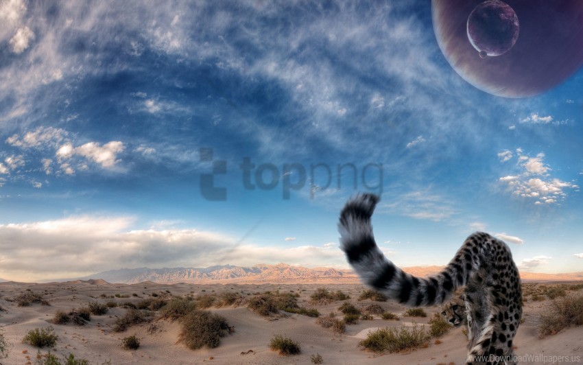 big cat cheetah desert predator sky tail wallpaper Clear background PNG images comprehensive package