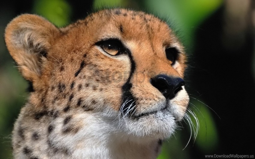 big cat cheetah eyes face predator wallpaper Free PNG download