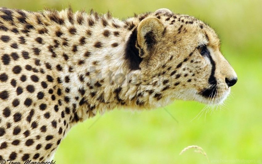 big cat cheetah face predator spotted wallpaper HighQuality Transparent PNG Isolated Element Detail