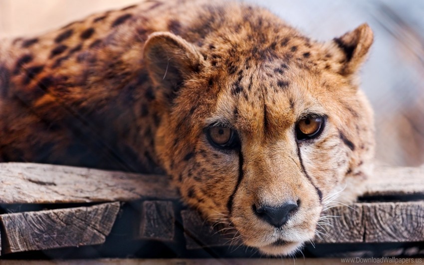 big cat cheetah face predator wallpaper PNG images with transparent overlay