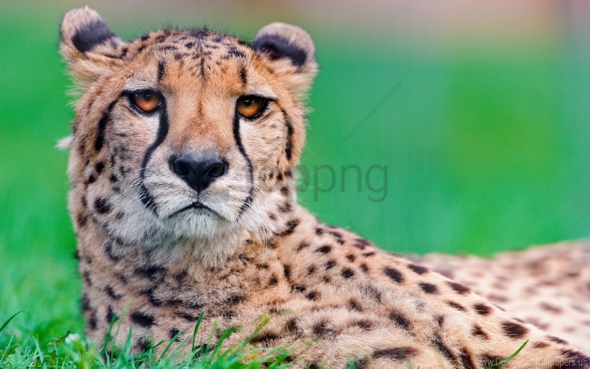 big cat cheetah face spotted wallpaper PNG files with transparent elements wide collection