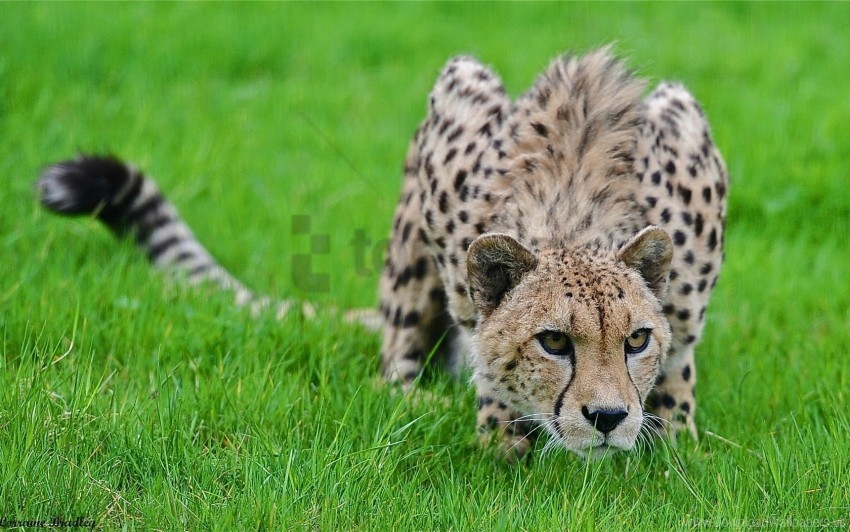 big cat cheetah grass hunting lurk pose spotted wallpaper PNG Image Isolated with Transparent Detail