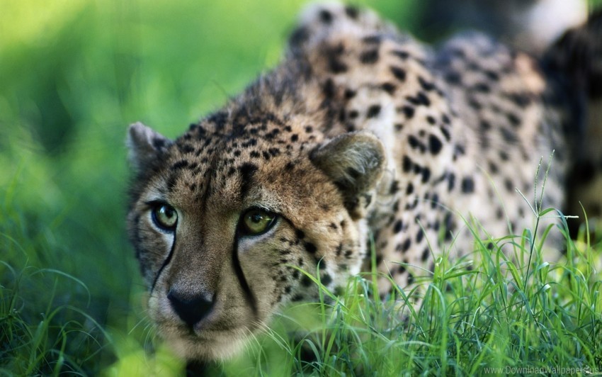 big cat cheetah grass hunting sit wallpaper PNG Image Isolated with Transparent Detail