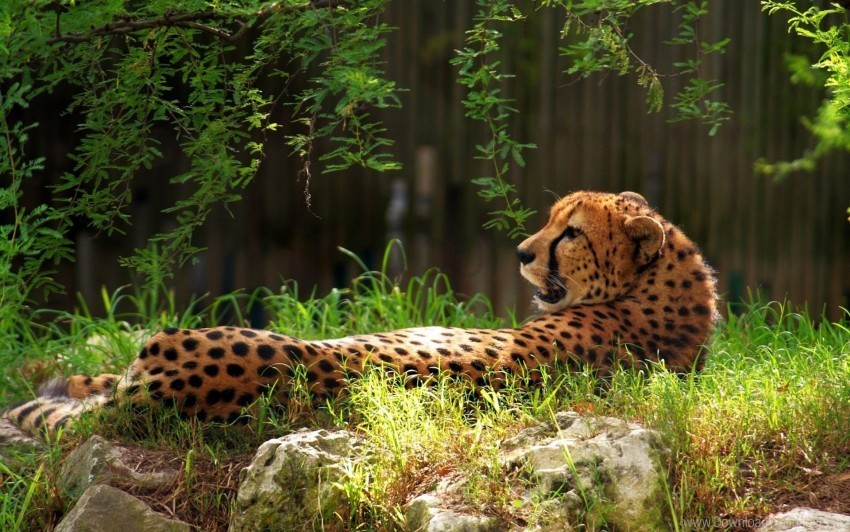 big cat cheetah grass spotted wallpaper PNG for overlays