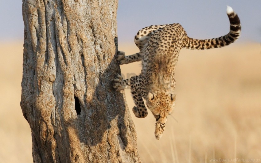 big cat cheetah hunting jump wood wallpaper PNG with transparent background for free