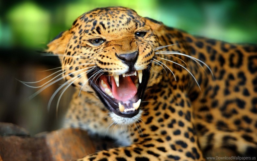 big cat cheetah look predator teeth wallpaper PNG pics with alpha channel