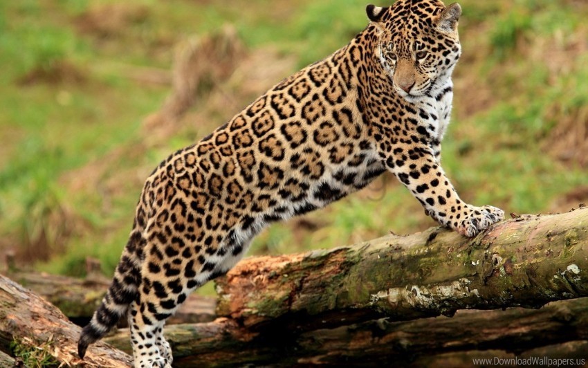 big cat climbing jaguar watching wallpaper ClearCut Background Isolated PNG Art