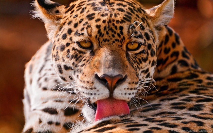 big cat close-up face leopard wallpaper Clear background PNG elements