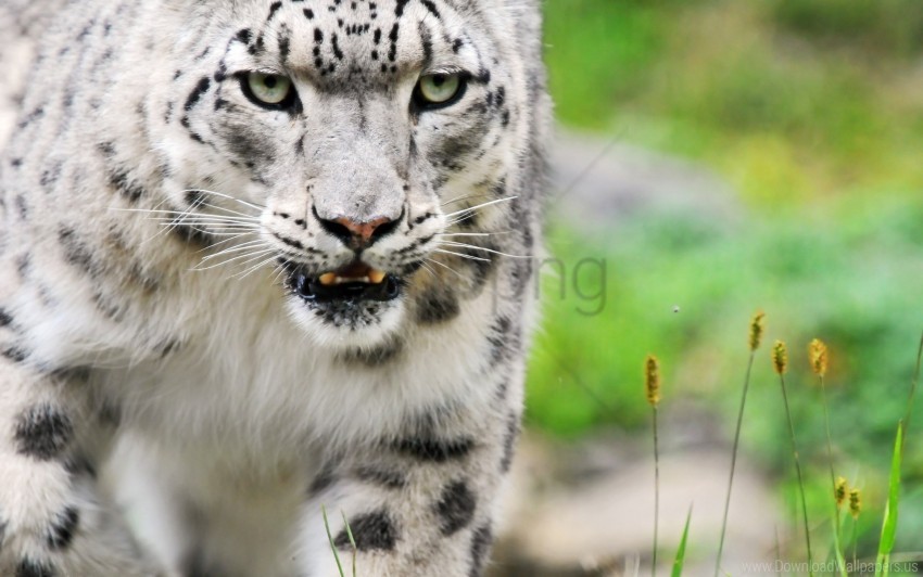 big cat color eyes predator snow leopard wallpaper Clear Background PNG Isolated Element Detail