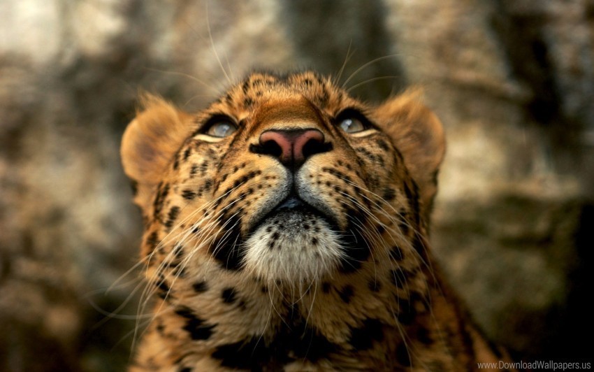 big cat color leopard muzzle predator wallpaper Clear PNG graphics free