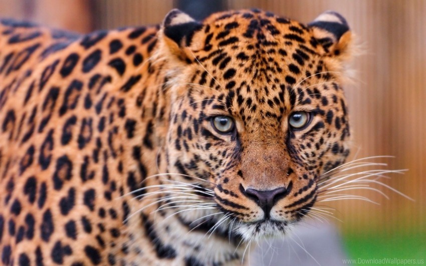 big cat color leopard predator spotted wallpaper PNG graphics with alpha transparency bundle