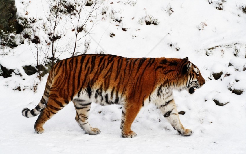 big cat color predator snow tiger walk wallpaper PNG images for websites