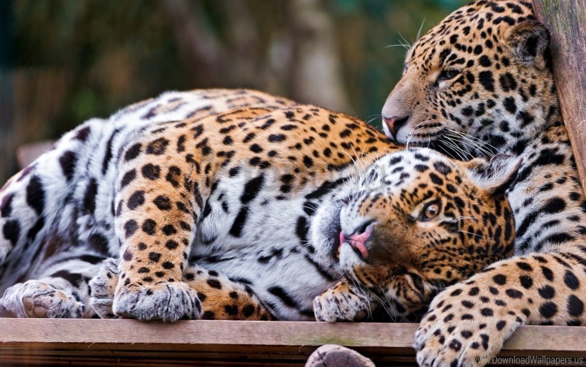 big cat couple jaguar playful predator wallpaper PNG with transparent background for free