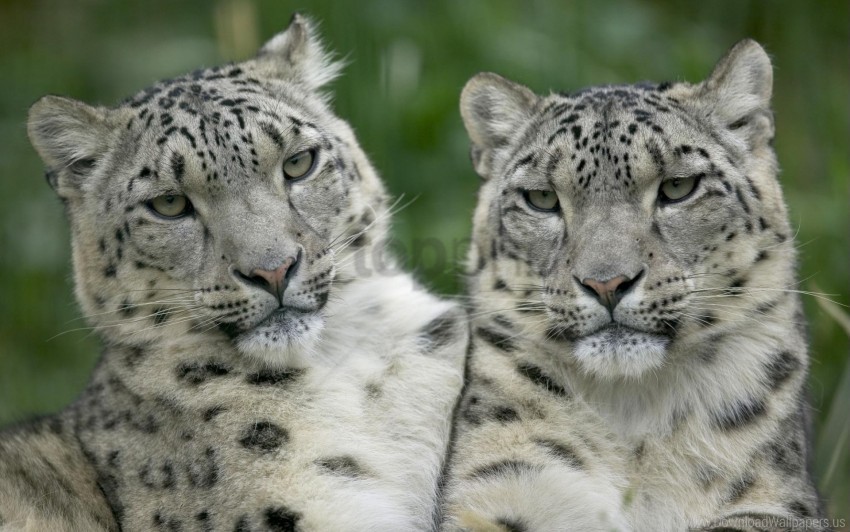 big cat couple leopard look predator wallpaper PNG images without licensing