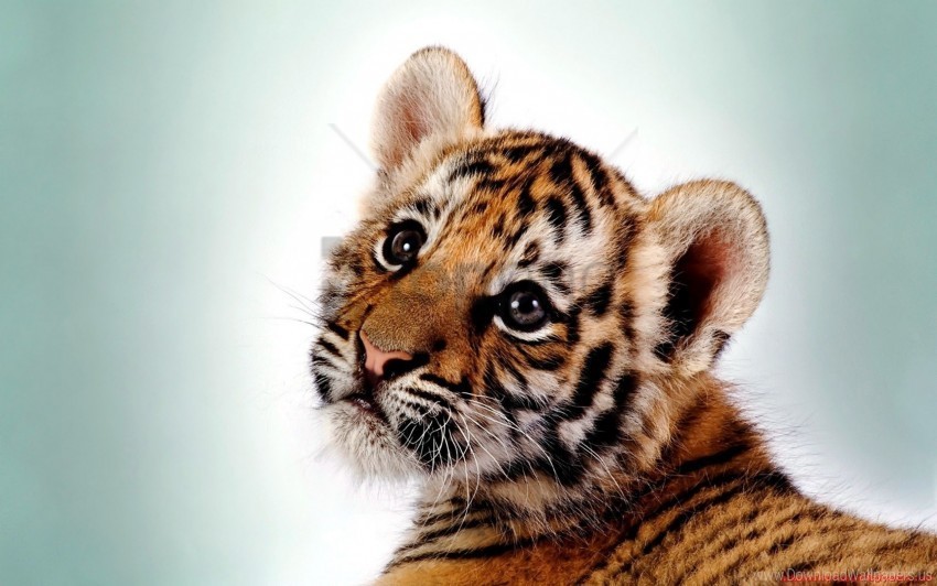 big cat cub kitten predator tiger wallpaper PNG images for merchandise
