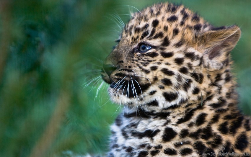 big cat cub leopard spotted wallpaper PNG files with no backdrop pack