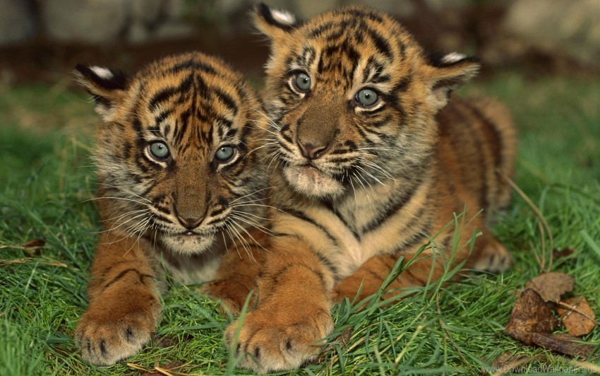 big cat cubs predator tigers wallpaper Transparent PNG graphics complete archive