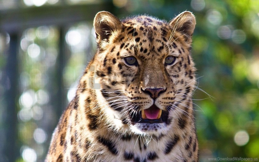 big cat dangerous leopard muzzle predator surprise wallpaper Transparent PNG images complete package