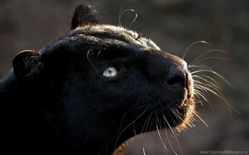 big cat dark muzzle panther predator wallpaper Transparent PNG images complete library