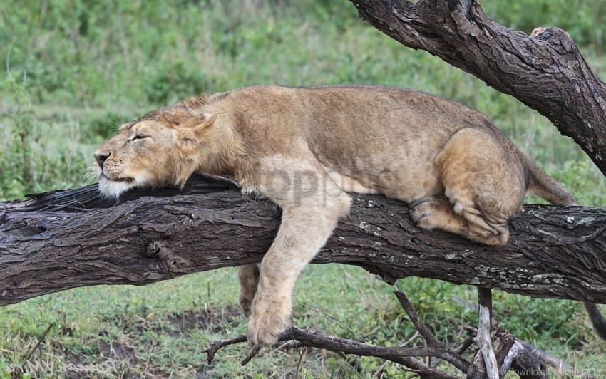 big cat down lion predators tree wallpaper Transparent Background PNG Isolation