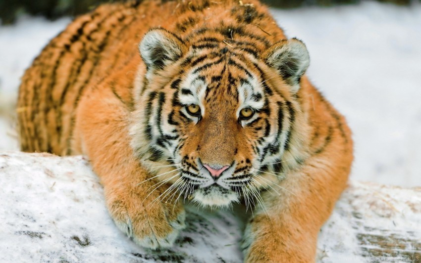 big cat down predator snow tiger wallpaper PNG transparent design