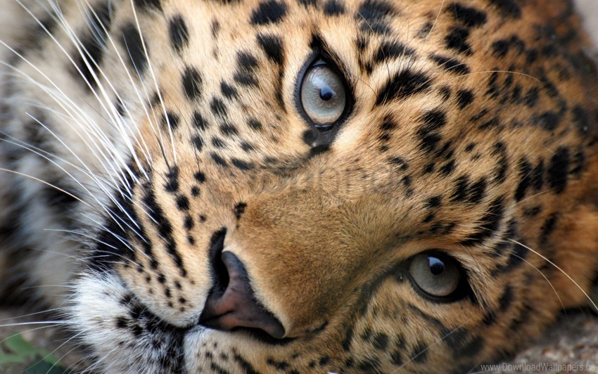big cat eyes face leopard wallpaper Isolated Element with Clear Background PNG