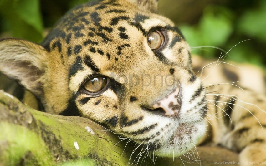 big cat eyes face leopard wallpaper Transparent Cutout PNG Graphic Isolation