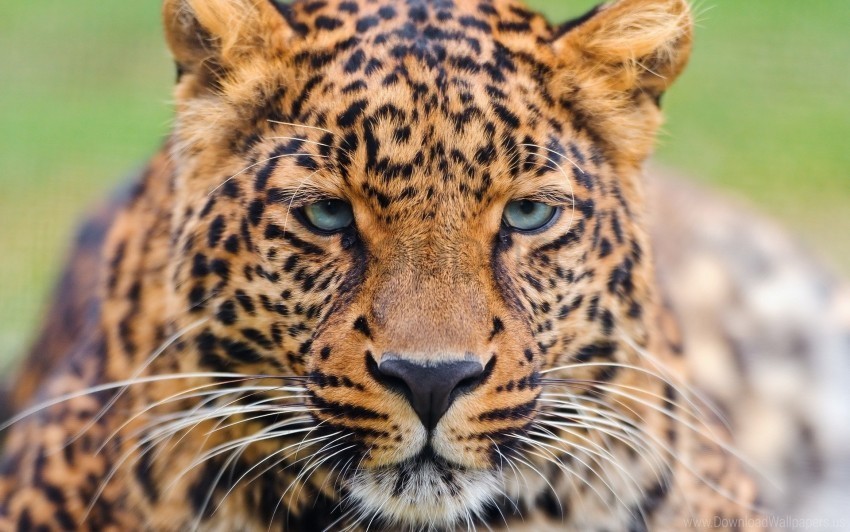 big cat eyes face leopard wallpaper Clear Background PNG Isolated Illustration