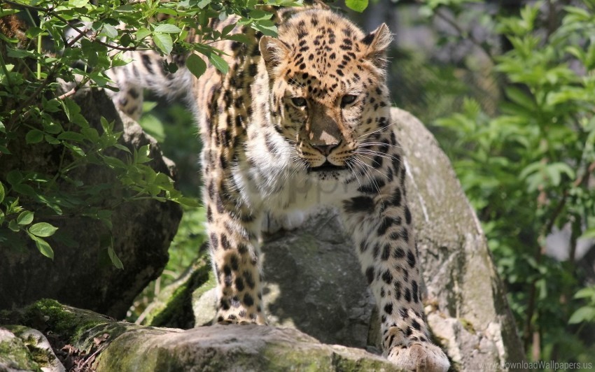 big cat eyes face leopard wallpaper PNG Image with Transparent Cutout