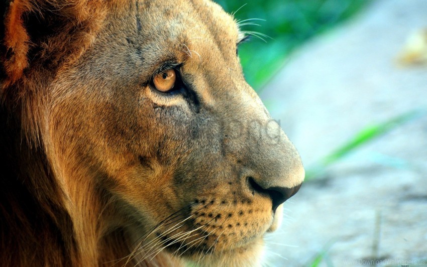 big cat eyes face lion predator wallpaper Transparent PNG picture