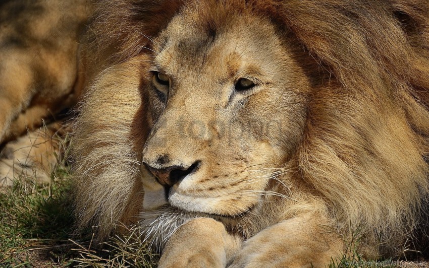 big cat eyes face lion wallpaper PNG images with no background necessary