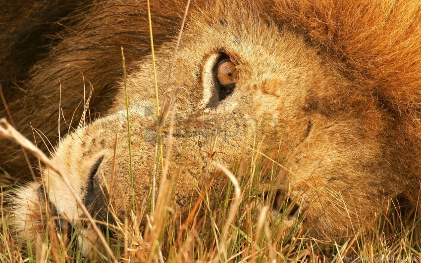 big cat eyes grass lie lion predator wallpaper Transparent PNG images pack