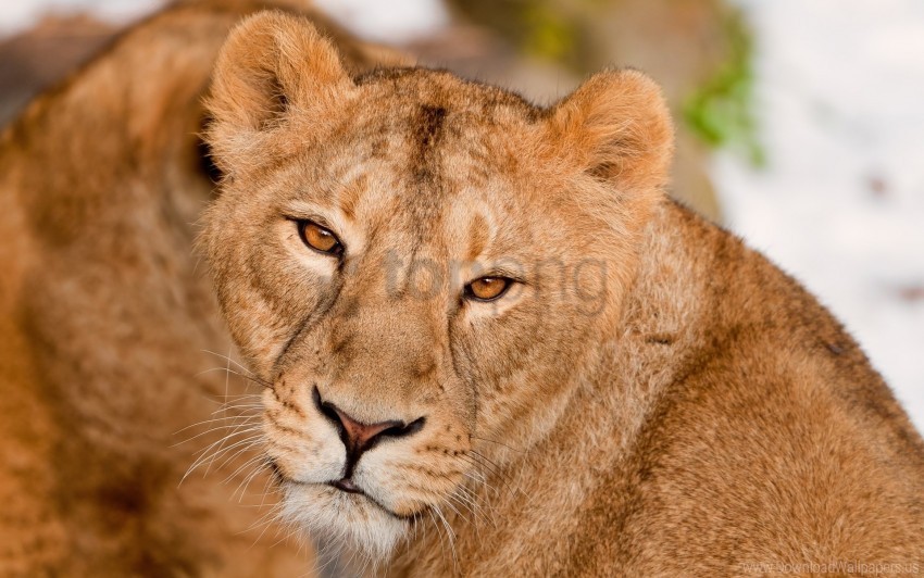 big cat eyes kind lion muzzle predator wallpaper Isolated Subject in HighQuality Transparent PNG