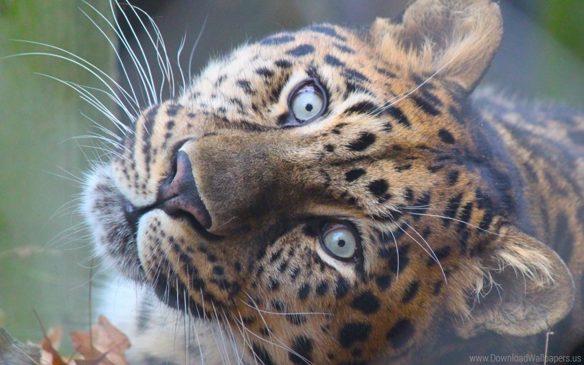 big cat eyes leopard muzzle predator wallpaper Free download PNG with alpha channel