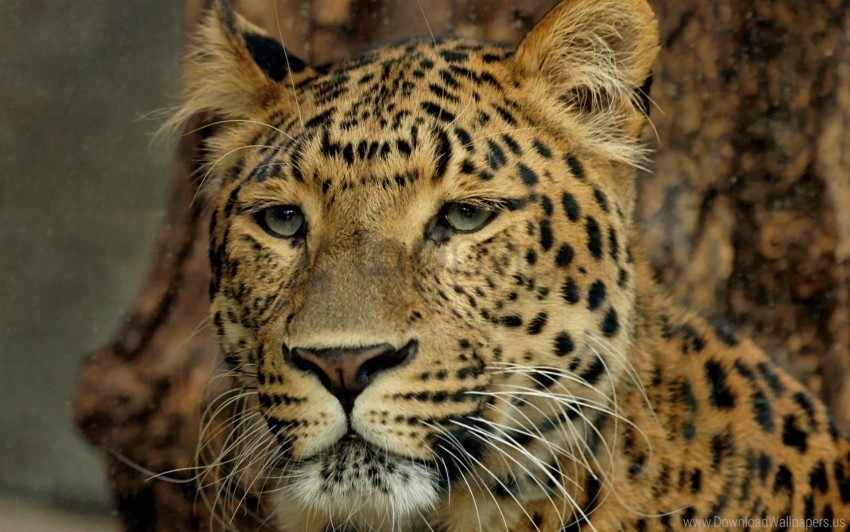 big cat eyes leopard muzzle wallpaper PNG files with transparent elements wide collection