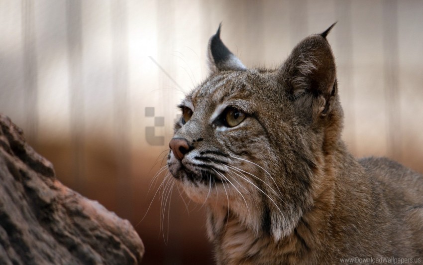 big cat eyes lynx muzzle predator wallpaper Isolated PNG Graphic with Transparency