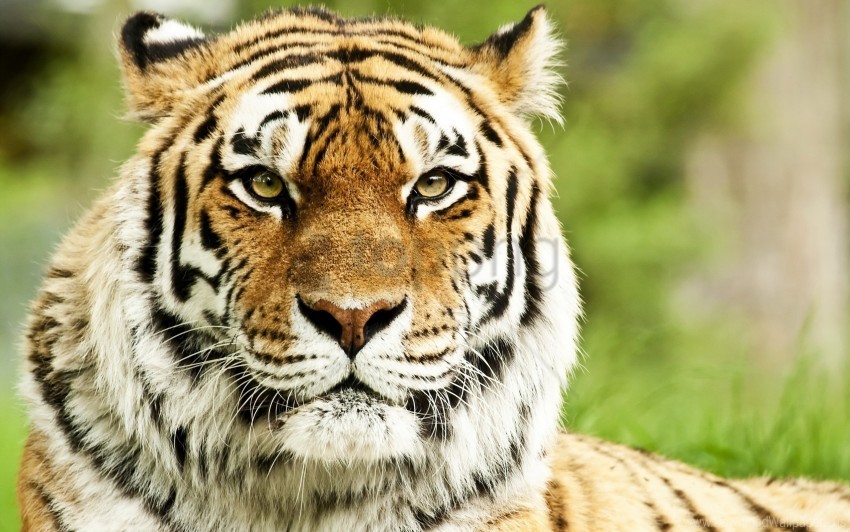 big cat eyes muzzle predator striped tiger wallpaper Transparent background PNG clipart