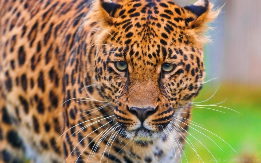 big cat face grass leopard predator wallpaper Free PNG images with alpha transparency comprehensive compilation