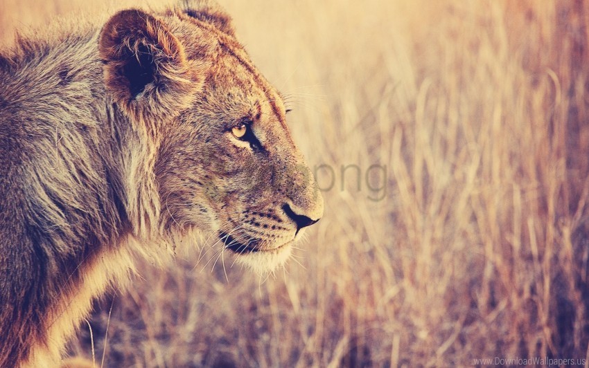 big cat face grass lion predator pro wallpaper Transparent PNG Isolated Item with Detail