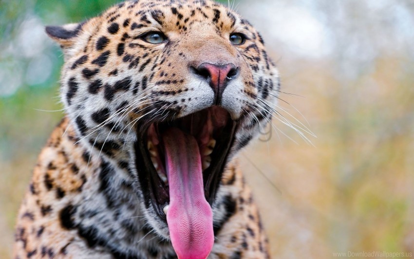 big cat face jaguar predator spots teeth wallpaper Isolated Artwork on Transparent PNG