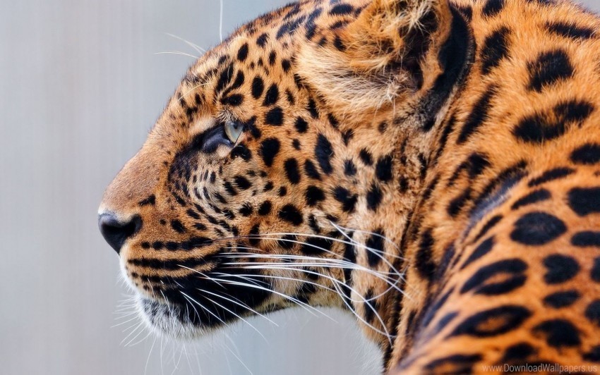 big cat face leopard predator speckled wallpaper HD transparent PNG