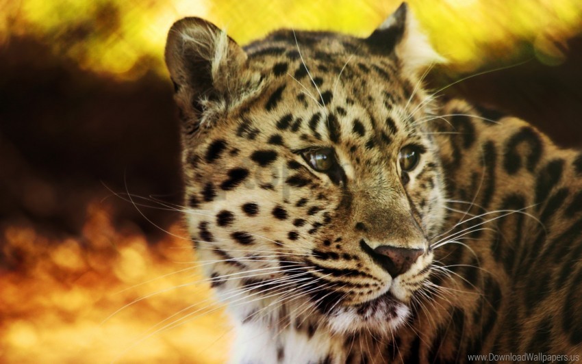 big cat face leopard predator spotted wallpaper Transparent graphics PNG