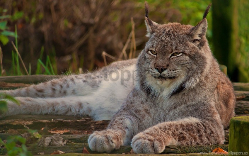 big cat face lie down lynx old sleep wallpaper ClearCut Background Isolated PNG Graphic Element