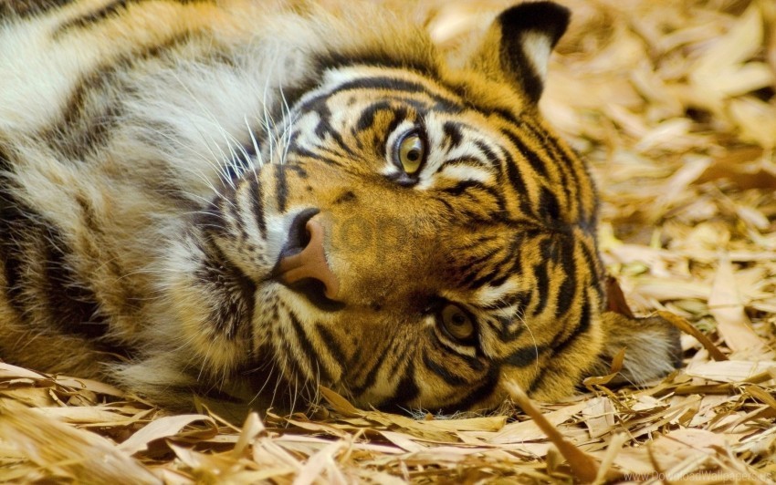 big cat face lies tiger view wallpaper PNG high resolution free
