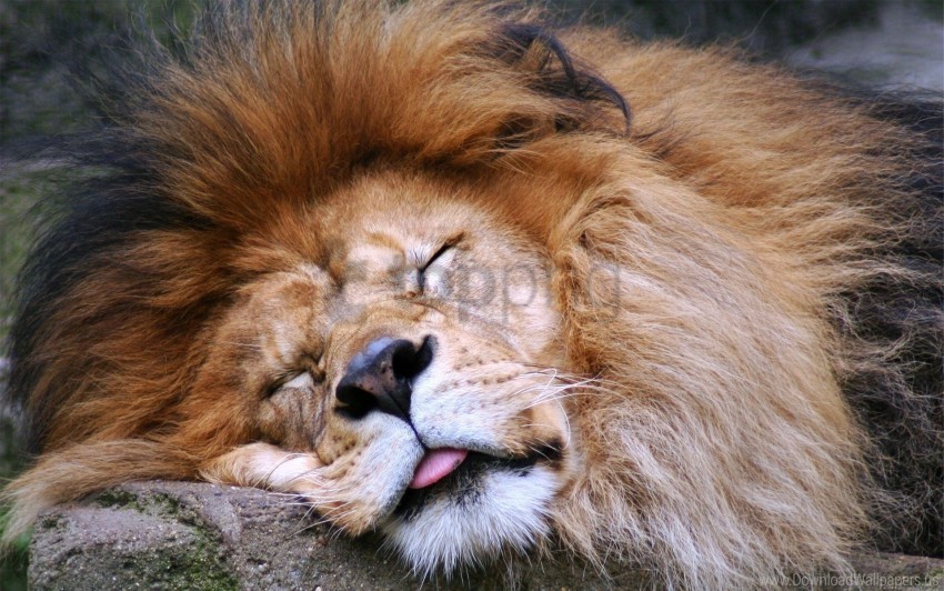 big cat face lion mane predator sleep tongue wallpaper Clear image PNG