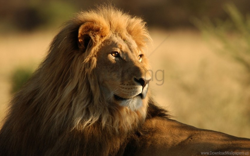 big cat face lion mane predator wallpaper Isolated Item on Transparent PNG