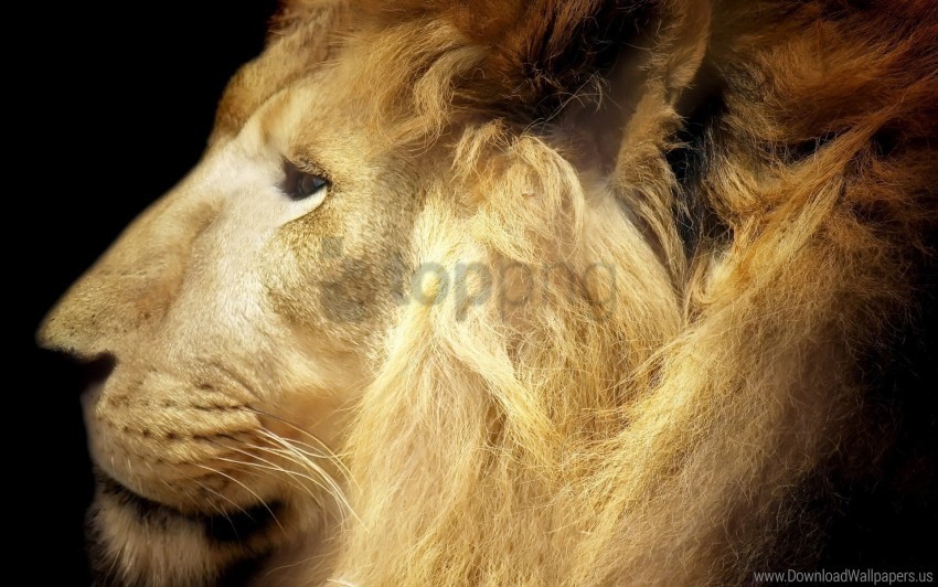 big cat face lion mane predator wallpaper No-background PNGs