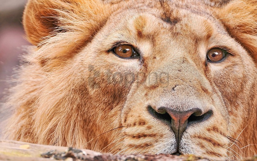 big cat face lion predator wallpaper Isolated Illustration in HighQuality Transparent PNG