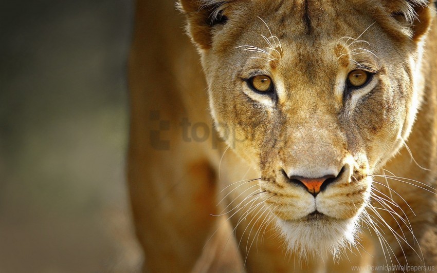 big cat face lion predator wallpaper ClearCut PNG Isolated Graphic